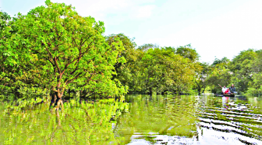 হিজল তলার বিল